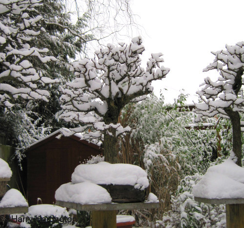 Hawthorn bonsai 